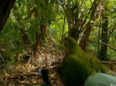 На съемочную группу в джунглях напал попугай