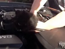 Кошка прожила в двигателе две недели