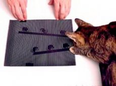 Иллюзионист показал трюк, на который "ведутся" даже коты