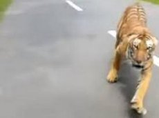 В Сети появилось видео погони тигра за мотоциклистом