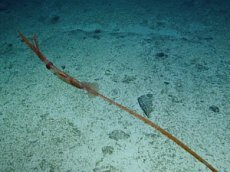 Глубоководный длиннохвостый кальмар впервые попал на видео