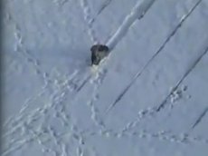 Ворона — сноубордистка