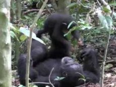Шимпанзе с детенышем стали интернет-звездами