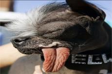 Самая уродливая собака принесла  хозяйке