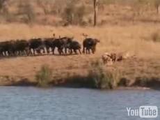 Названы лучшие ролики YouTube 2007 года