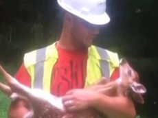 Дикий олененок не захотел покидать объятия человека