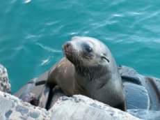Чудесное спасение детеныша тюленя