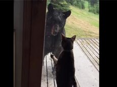 Храбрая кошка «спустила» медведя с крыльца
