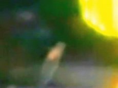 НЛО в виде "медузы" засняли у МКС