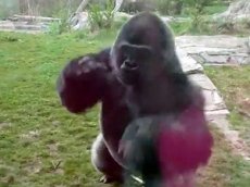 Самец гориллы попытался напасть на ребенка