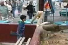 В голландском зоопарке пеликан напал на ребенка