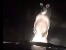 В Австралии агрессивный кенгуру напал на автомобиль