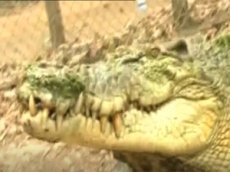 В Австралии крокодил атаковал смотрителя зоопарка