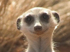 Самка суриката нашла мужа по Интернету