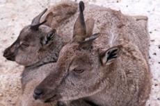 Нечеловеческие страсти в московском зоопарке