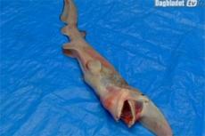 В Японии снова выловили рыбу-мутанта