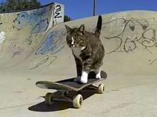 Кошка-скейтбордистка показывает новые трюки