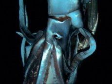 Гигантского кальмара на глубине океана впервые засняли на видео