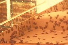 Приморье атаковал шелкопряд