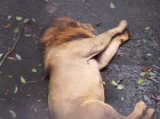 Соцсети «взорвало» видео истощенного льва в зоопарке
