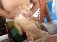 Кот балдеет от массажа