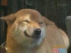 Веселая собака