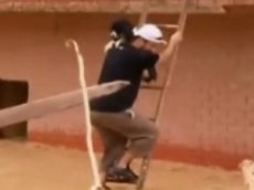 Волонтеры спасают в Бразилии собак