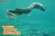 В Японии выловили акулу эпохи динозавров