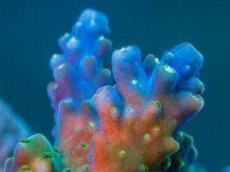 Жизнь кораллового рифа