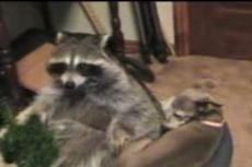 Енот Вилли заслужил первое место в рейтинге World"s Dumbest Animal Encounters