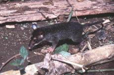 В Индонезии обнаружены гигантская крыса и карликовый опоссум