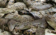 Мексиканец приютил в своем доме сто крокодилов