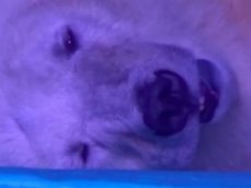 Cамый грустный полярный медведь в мире