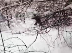 В Адыгее сняли «снежного человека»