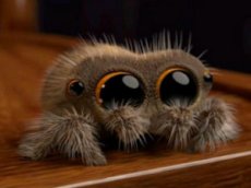 Самый «мимимишный» паук в мире