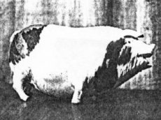 Ученые восстановили мелодию, под которую тонул "Титаник"