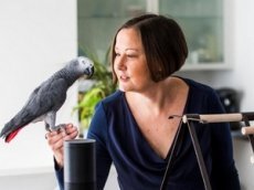 Попугай сделал покупку в интернет-магазине голосом хозяйки