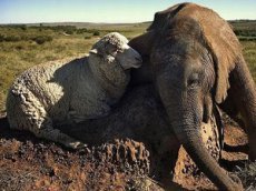 Баран усыновил осиротевшего слоненка