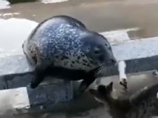На видео попала стычка тюленя и котика