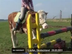 Юная фермерша научила корову прыгать через барьеры