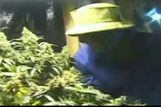 Растивший марихуану саморазоблачился через… YouTube