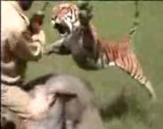 Тигр напал на слона и погонщика