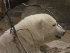 Медвежонок Кнут привыкает к обычной жизни в зоопарке