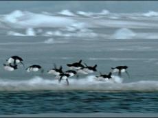 Телекомпания BBC показала британцам летающих пингвинов