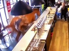 Во Франции лошадь сбежала от хозяина в бар