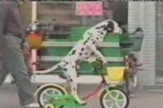 Японцы научили собаку кататься на велосипеде