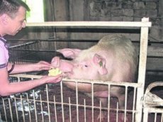 Пародия на то, как питаются разные виды животных