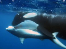 Косатка выиграла в схватке с акулой