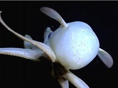 Ученые засняли на видео летающих осьминогов