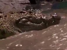 Охота крокодилов на газелей